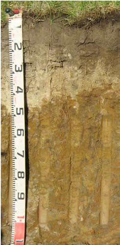 Soils and lanforms of the Bairnsdale Dargo region - a guide to the major agricultural soils of East Gippsland 2011 - Stockdale EG221 profile