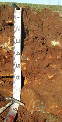 Soils and landforms of the Buchan and Suggan Buggan region -Gelantipy EG216 profile
