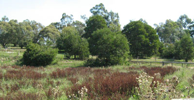 Soils and landforms of the Buchan and Suggan Buggan region -Gelantipy EG84 landscape