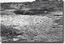 Image:  East Gippsland Sites of Significance