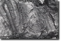 Image:  East Gippsland Sites of Significance