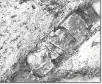 Image:  East Gippsland Sites of Significance