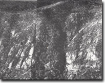 Image:  East Gippsland Sites of Significance