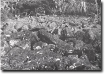 Image:  East Gippsland Sites of Significance