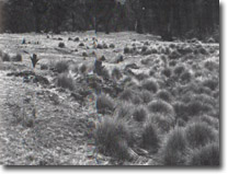Image:  East Gippsland Sites of Significance