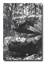 Image:  East Gippsland Sites of Significance