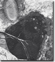 Image:  East Gippsland Sites of Significance