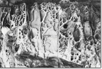 Image:  East Gippsland Sites of Significance