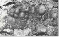 Image:  East Gippsland Sites of Significance