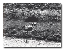 Image:  East Gippsland Sites of Significance