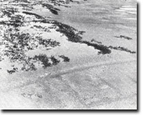 Image:  East Gippsland Sites of Significance