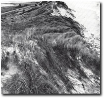 Image:  East Gippsland Sites of Significance