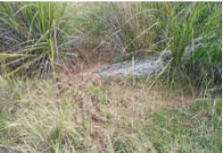 Tunnel erosion in East Gippsland fig 6b