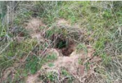 Tunnel erosion in East Gippsland fig 6c
