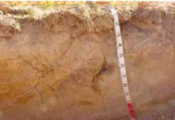 Tunnel erosion in East Gippsland fig 6d