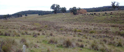 Soils and landforms of Far East Gippsland - Bendoc - EG235 landscape