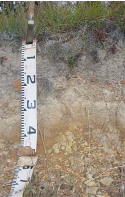 Soils and landforms of Far East Gippsland - Bendoc - EG235 profile