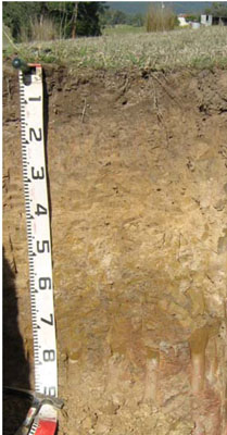 Soils and landforms of Far East Gippsland - Combienbar - EG218 profile