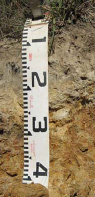 Soils and landforms of Far East Gippsland - Dellicknora - EG241 profile