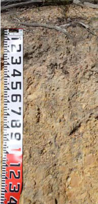 Soils and landforms of Far East Gippsland - Gipsy Point - EG247 profile