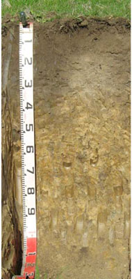 Soils and landforms of Far East Gippsland - River flats EG9 profile