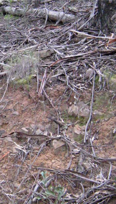 Soils and landforms of Far East Gippsland - Turton Site 219 profile