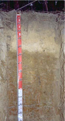 Soils and landforms of Far East Gippsland - Waygara EG249 profile