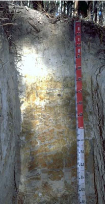 Soils and landforms of Far East Gippsland - Waygara EG250 profile