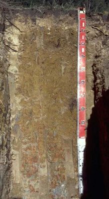 Soils and landforms of Far East Gippsland - Waygara EG251 profile