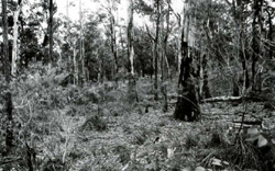 A study of the land in the Catchment of Gippsland Lakes - Vol 2 - land system Avon - image