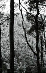 A study of the land in the Catchment of Gippsland Lakes - Vol 2 - land system Bald Head - image