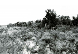 A study of the land in the Catchment of Gippsland Lakes - Vol 2 - land system Banksia - image