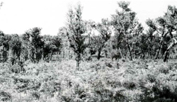 A study of the land in the Catchment of Gippsland Lakes - Vol 2 - land system Barrier - image