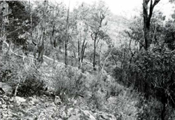 A study of the land in the Catchment of Gippsland Lakes - Vol 2 - land system Carrabungla- image