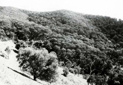 A study of the land in the Catchment of Gippsland Lakes - Vol 2 - land system Diabase - image
