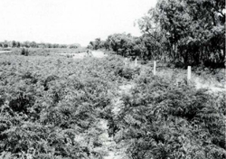 A study of the land in the Catchment of Gippsland Lakes - Vol 2 - land system Dutson- image