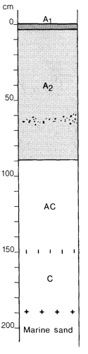 A study of the land in the Catchment of Gippsland Lakes - Vol 2 - Soil profile 1