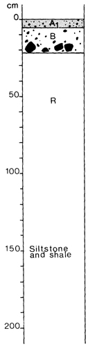 A study of the land in the Catchment of Gippsland Lakes - Vol 2 - Soil profile 11