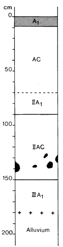A study of the land in the Catchment of Gippsland Lakes - Vol 2 - Soil profile 19