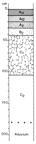 A study of the land in the Catchment of Gippsland Lakes - Vol 2 - Soil profile 20