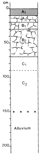 A study of the land in the Catchment of Gippsland Lakes - Vol 2 - Soil profile 21