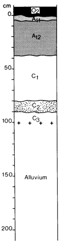 A study of the land in the Catchment of Gippsland Lakes - Vol 2 - Soil profile 22