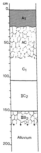 A study of the land in the Catchment of Gippsland Lakes - Vol 2 - Soil profile 23