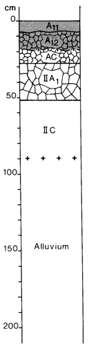 A study of the land in the Catchment of Gippsland Lakes - Vol 2 - Soil profile 24