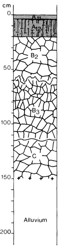 A study of the land in the Catchment of Gippsland Lakes - Vol 2 - Soil profile 28