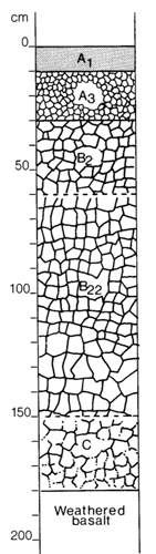A study of the land in the Catchment of Gippsland Lakes - Vol 2 - Soil profile 31