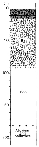 A study of the land in the Catchment of Gippsland Lakes - Vol 2 - Soil profile 33
