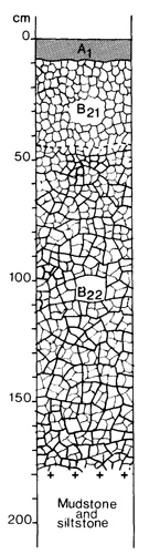 A study of the land in the Catchment of Gippsland Lakes - Vol 2 - Soil profile 35