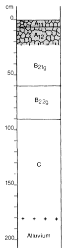 A study of the land in the Catchment of Gippsland Lakes - Vol 2 - Soil profile 39