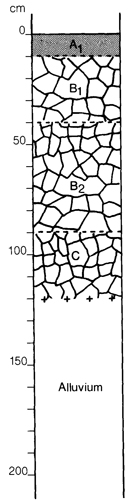A study of the land in the Catchment of Gippsland Lakes - Vol 2 - Soil profile 40